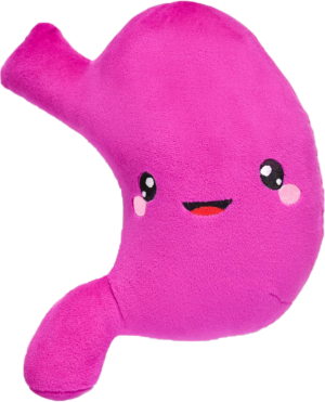 gyomor - Étrendező