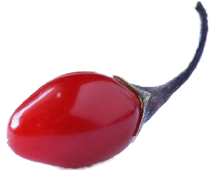 friss_goji_bogyó_Étrendező